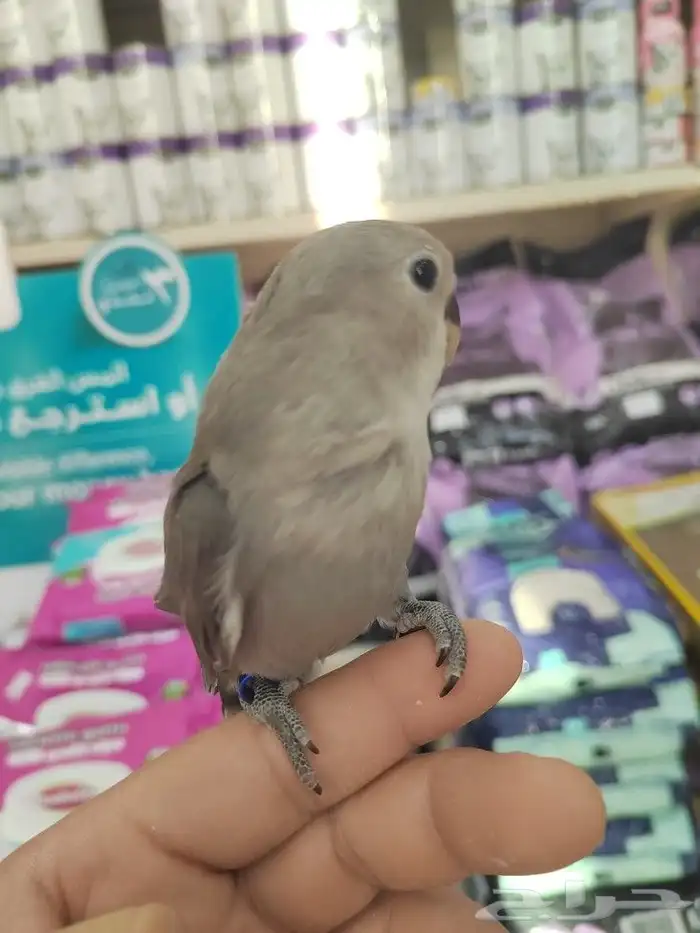 فروخ كروان وروز مفطومه واليفه 18