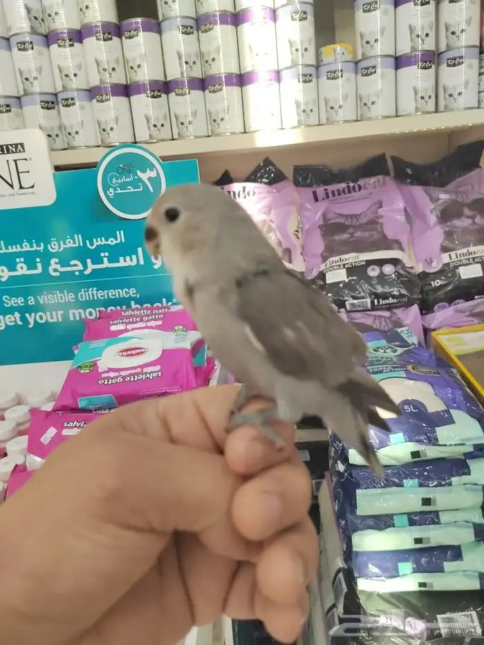 فروخ كروان وروز مفطومه واليفه 14