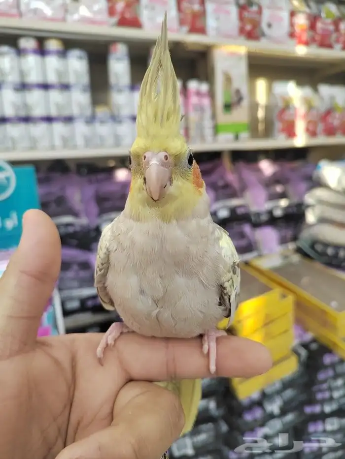 فروخ كروان وروز مفطومه واليفه 3