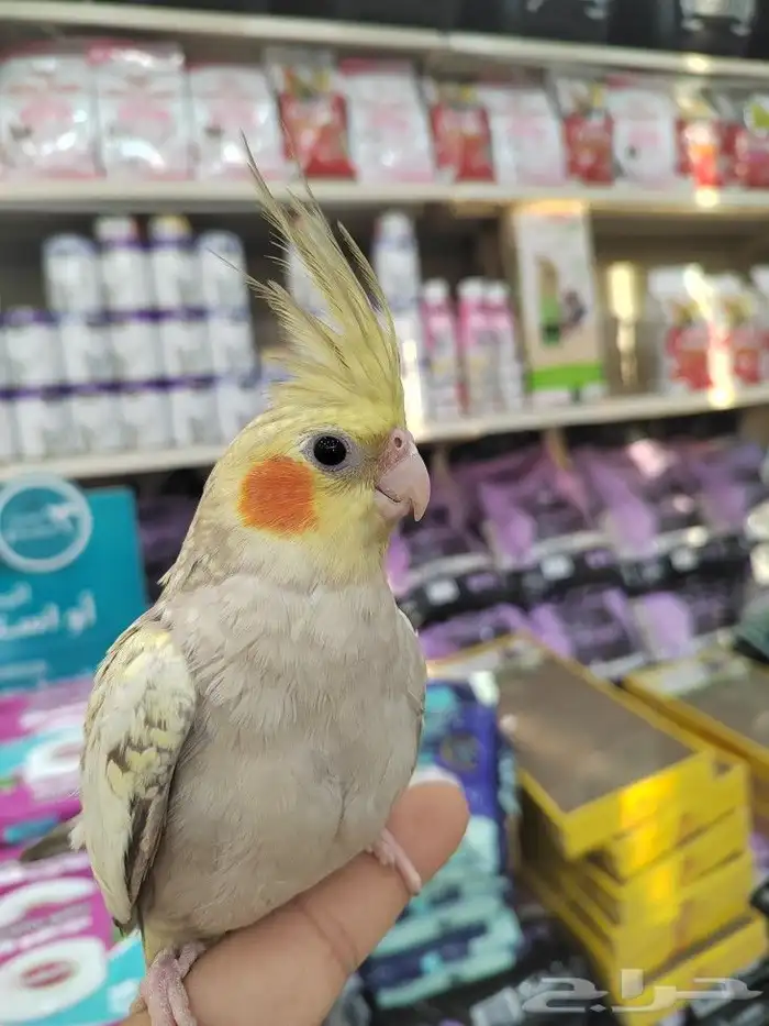 فروخ كروان وروز مفطومه واليفه 0