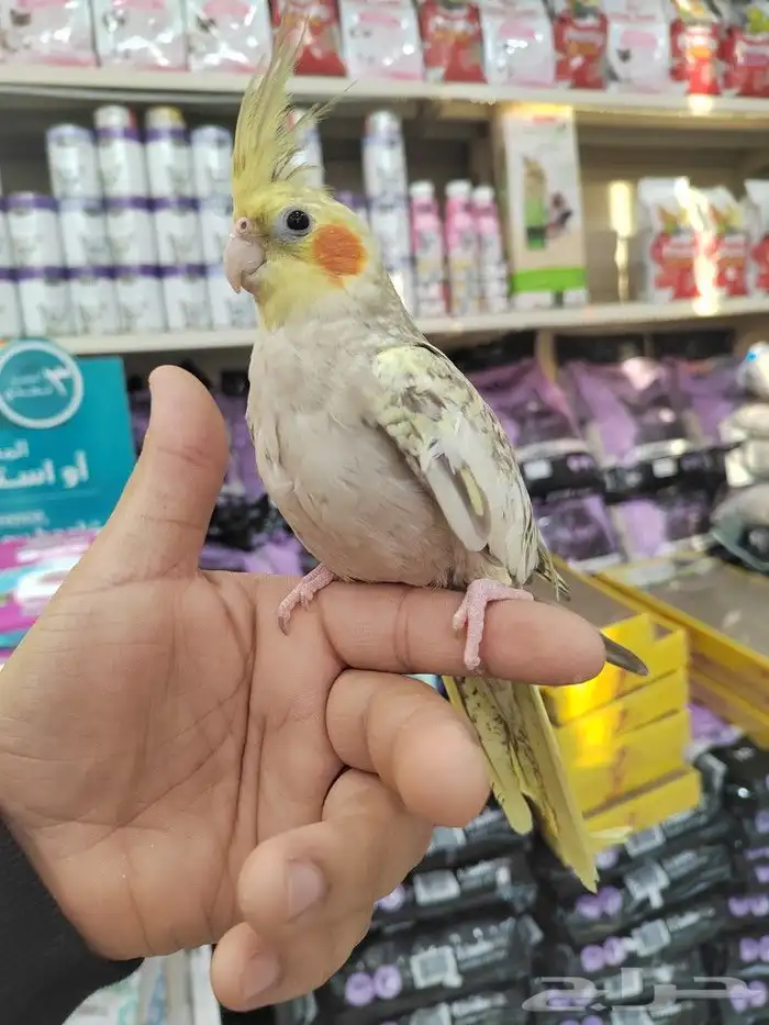 فروخ كروان وروز مفطومه واليفه 1