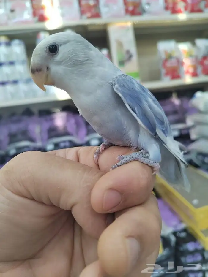 فروخ كروان وروز مفطومه واليفه 8