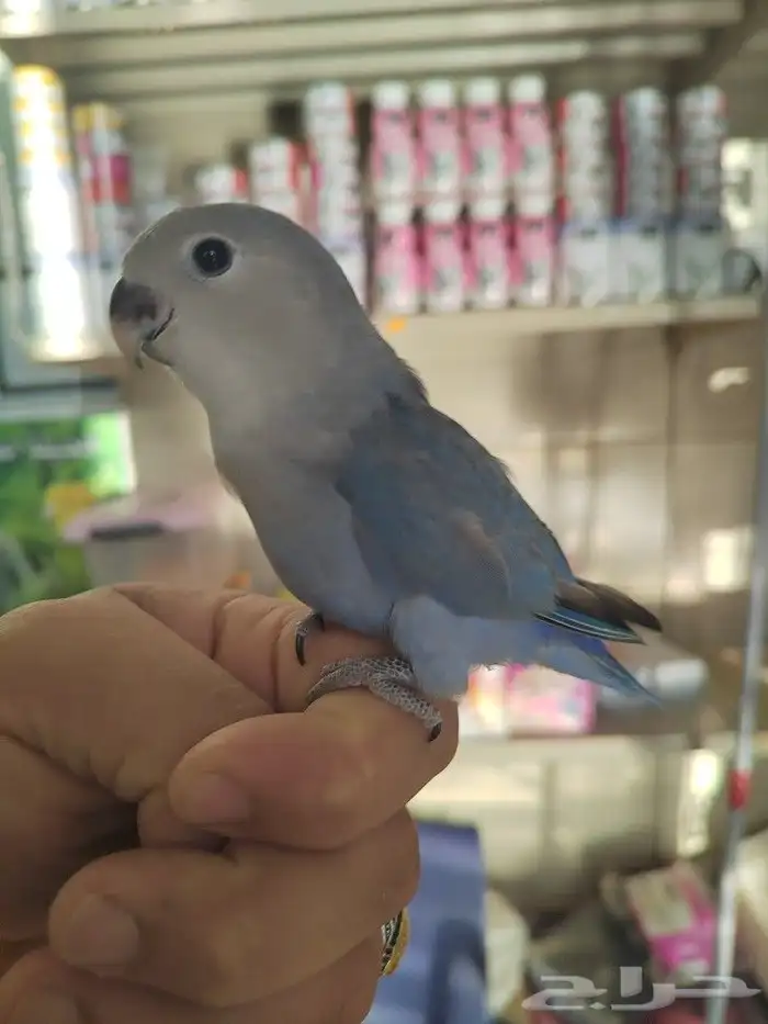 فروخ كروان وروز مفطومه واليفه 20