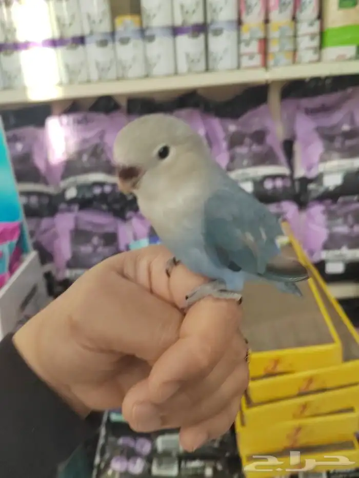 فروخ كروان وروز مفطومه واليفه 21