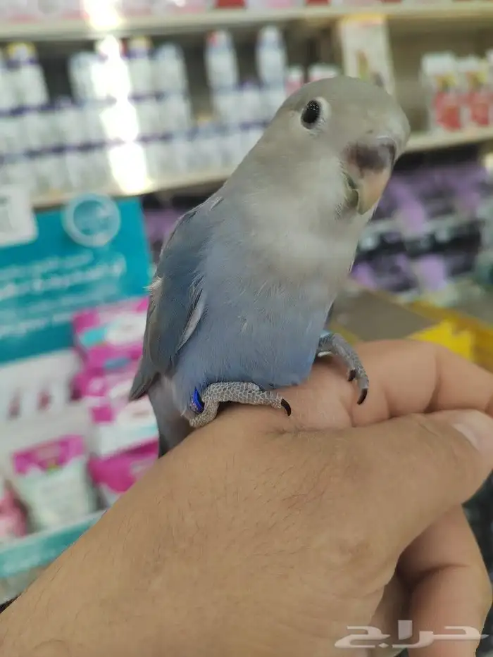 فروخ كروان وروز مفطومه واليفه 22