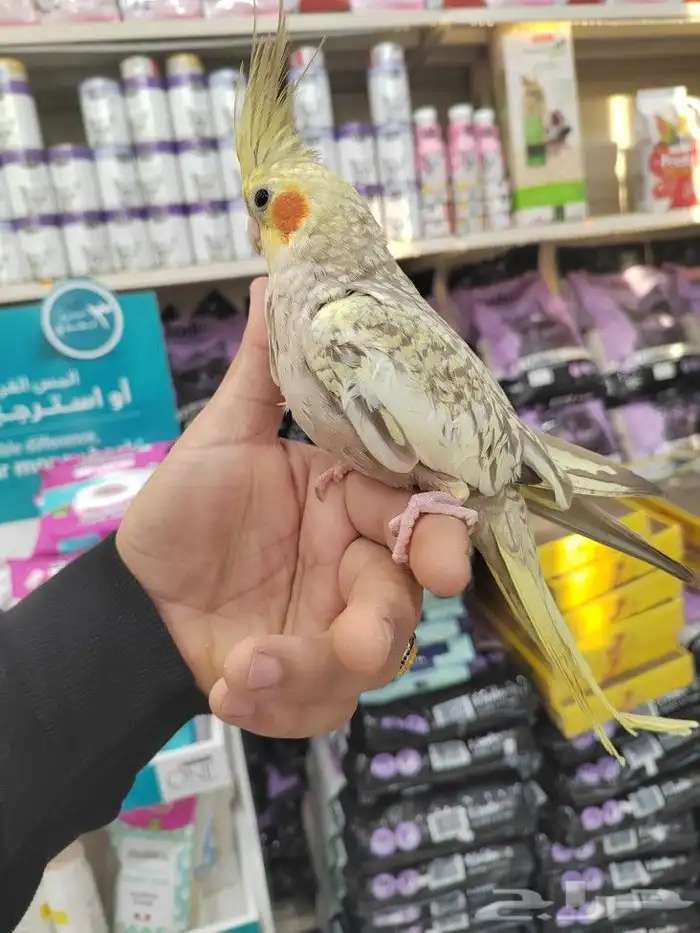 فروخ كروان وروز مفطومه واليفه 6