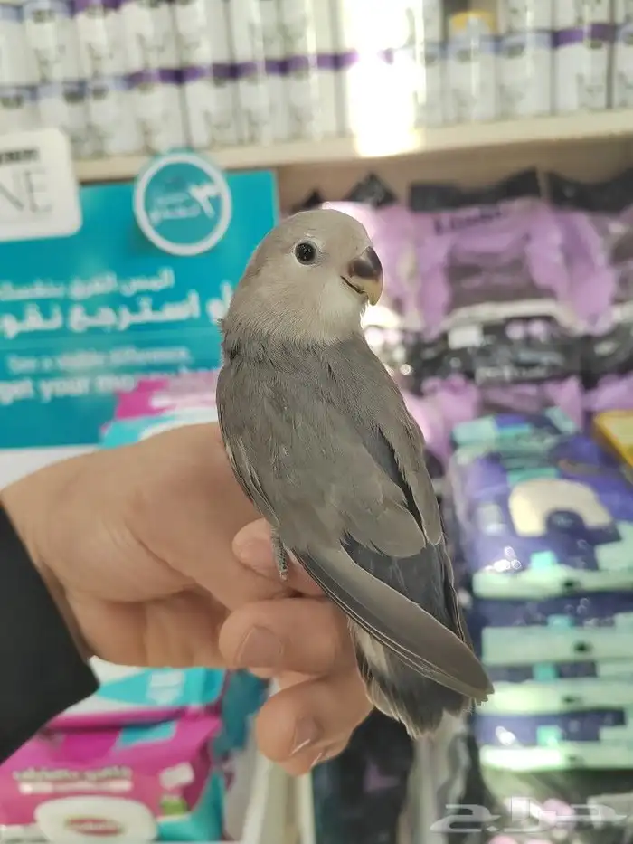 فروخ كروان وروز مفطومه واليفه 16