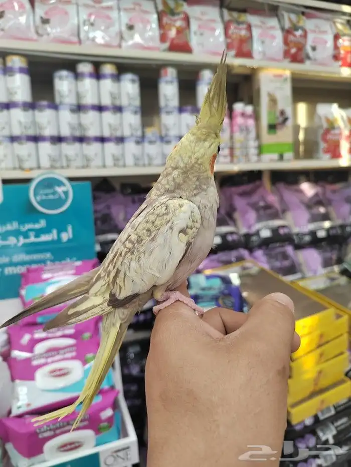 فروخ كروان وروز مفطومه واليفه 2