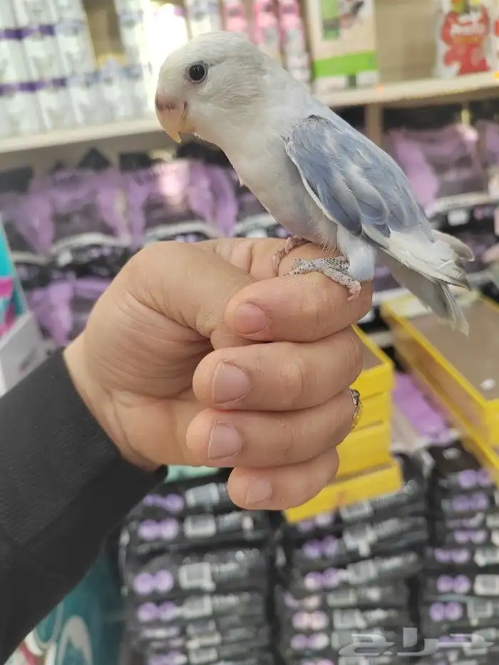 فروخ كروان وروز مفطومه واليفه 9