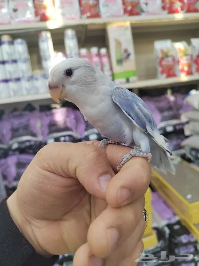 فروخ كروان وروز مفطومه واليفه 11