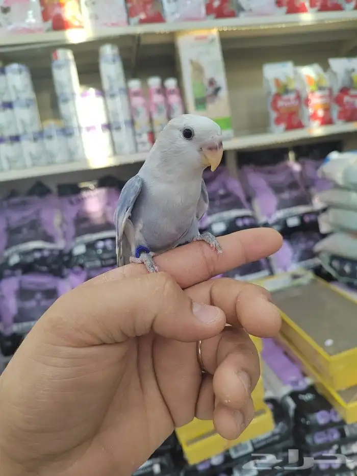 فروخ كروان وروز مفطومه واليفه 12