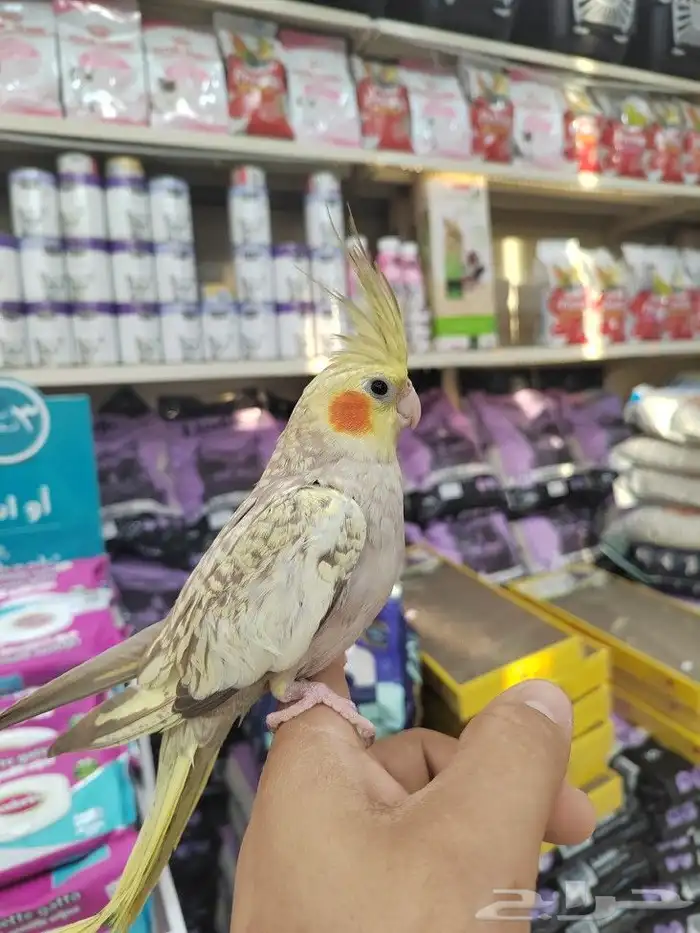 فروخ كروان وروز مفطومه واليفه 5