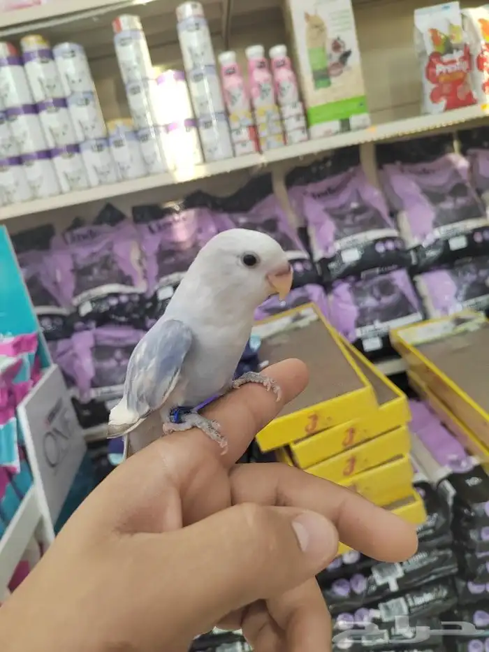 فروخ كروان وروز مفطومه واليفه 10