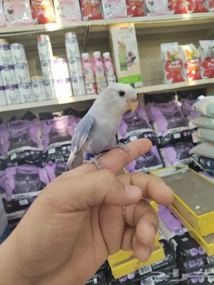 فروخ كروان وروز مفطومه واليفه 13