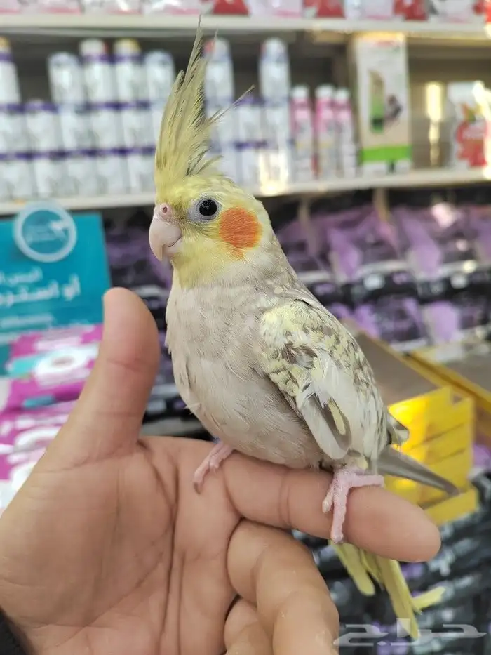 فروخ كروان وروز مفطومه واليفه 4