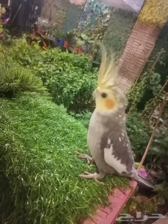 مؤسسة الطيور الريفية محل للبيع طيور ومستلزمات 21