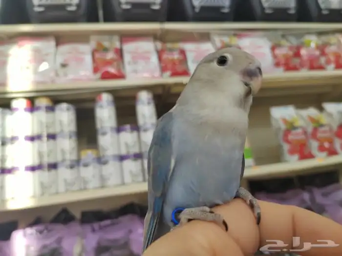 فروخ كروان وروز مفطومه واليفه 19