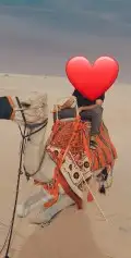 اجار جمل لمدرسه لتصوير لفعاليات جمال رحول زلول ركبي اجار خيل 5