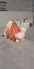 اجار جمل لمدرسه لتصوير لفعاليات جمال رحول زلول ركبي اجار خيل 11