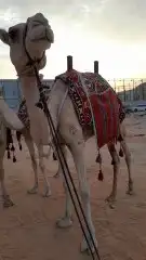 اجار جمل لمدرسه لتصوير لفعاليات جمال رحول زلول ركبي اجار خيل 12
