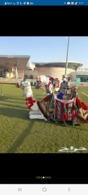 اجار جمل لمدرسه لتصوير لفعاليات جمال رحول زلول ركبي اجار خيل 8
