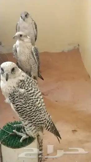 اجار جمل لمدرسه لتصوير لفعاليات جمال رحول زلول ركبي اجار خيل 3