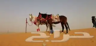 اجار جمل لمدرسه لتصوير لفعاليات جمال رحول زلول ركبي اجار خيل 6