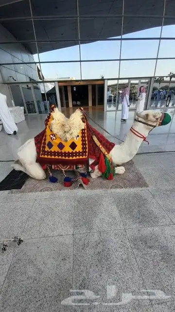 اجار جمل لمدرسه لتصوير لفعاليات جمال رحول زلول ركبي اجار خيل 9