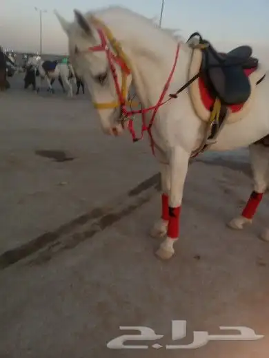 اجار جمل لمدرسه لتصوير لفعاليات جمال رحول زلول ركبي اجار خيل 7