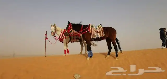 ايجار جمال 11