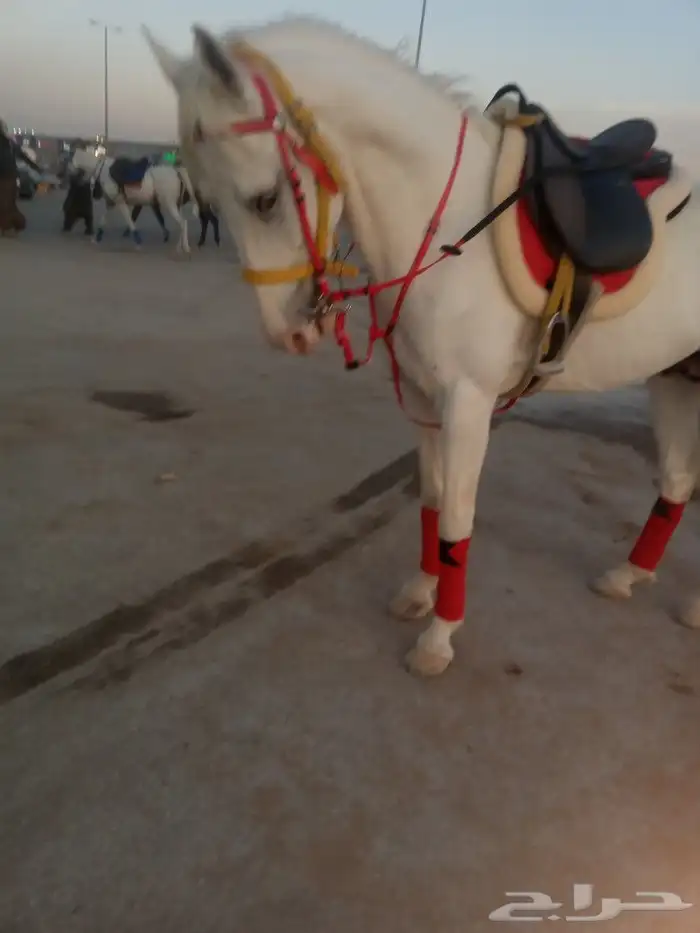 ايجار جمال 6