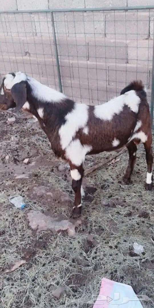 مشروع فحل كلهاري فاخر(تم البيع) 0