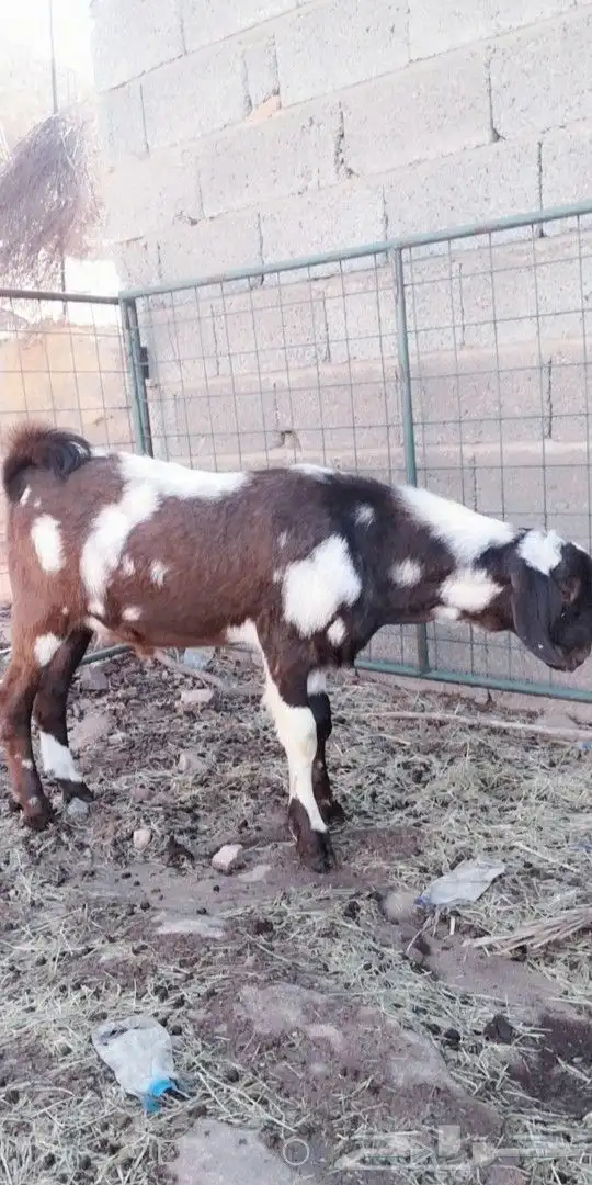 مشروع فحل كلهاري فاخر(تم البيع) 1