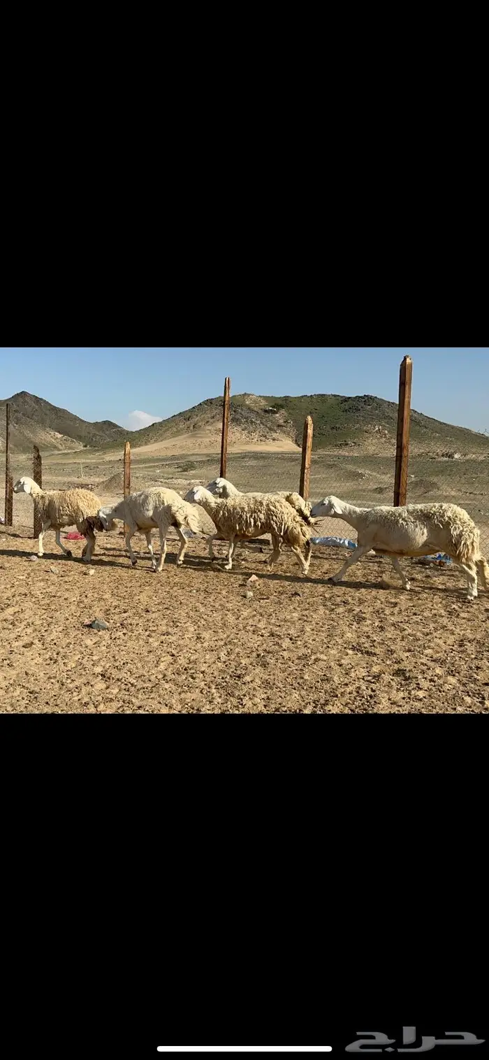 غنم حرش صنف الصنف عددها 41 0