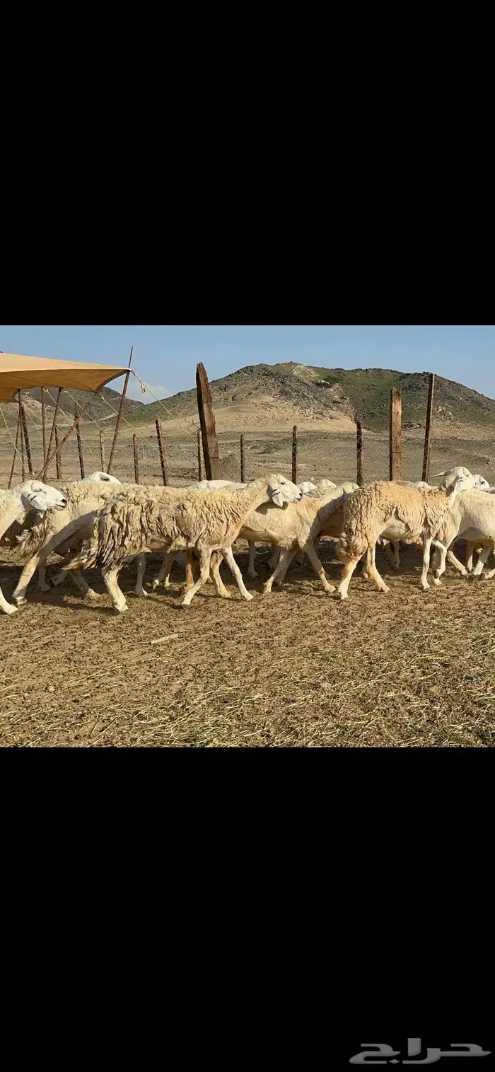 غنم حرش صنف الصنف عددها 41 1