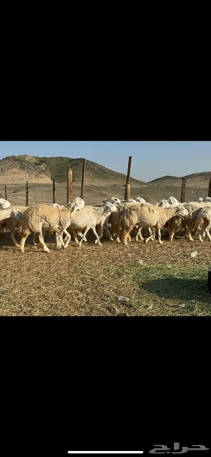 غنم حرش صنف الصنف عددها 41 2