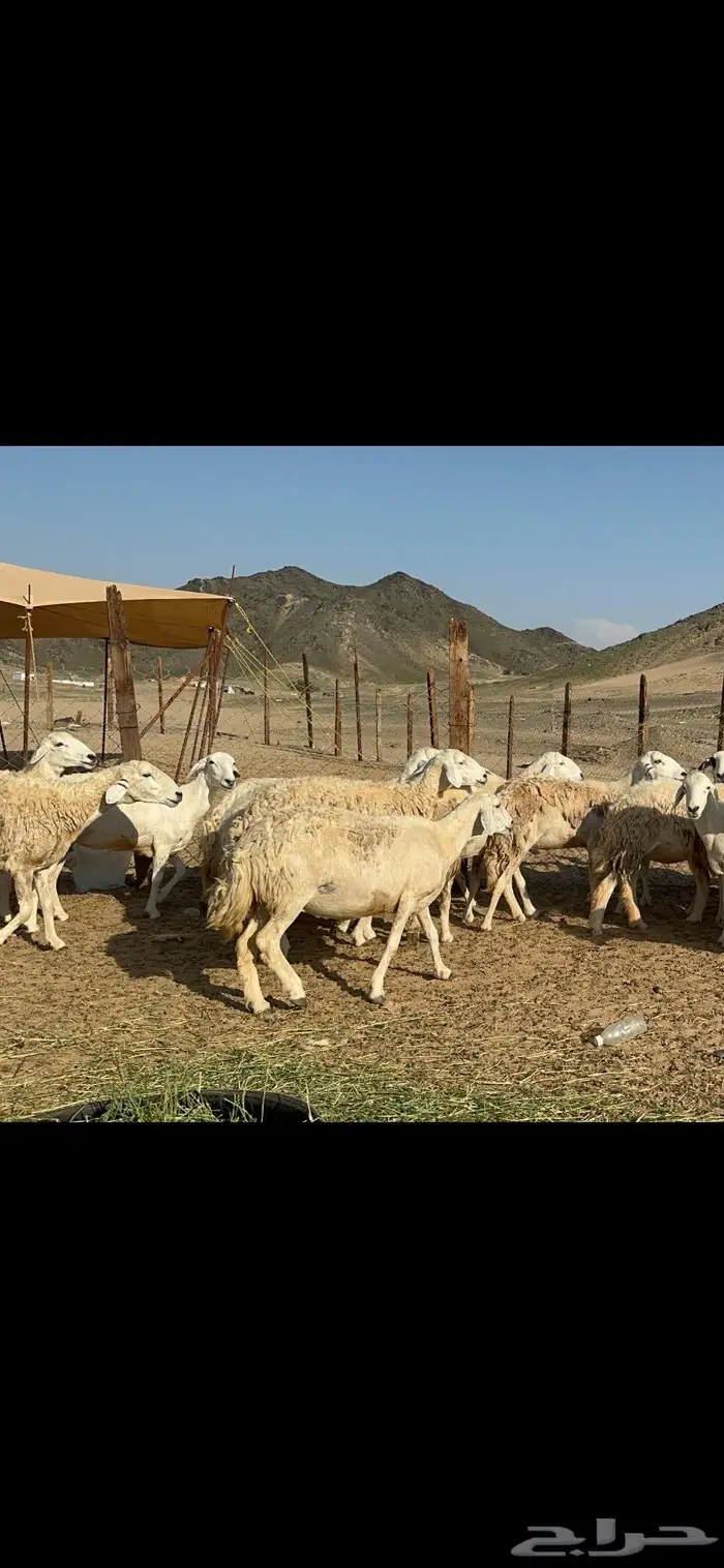 غنم حرش صنف الصنف عددها 41 5