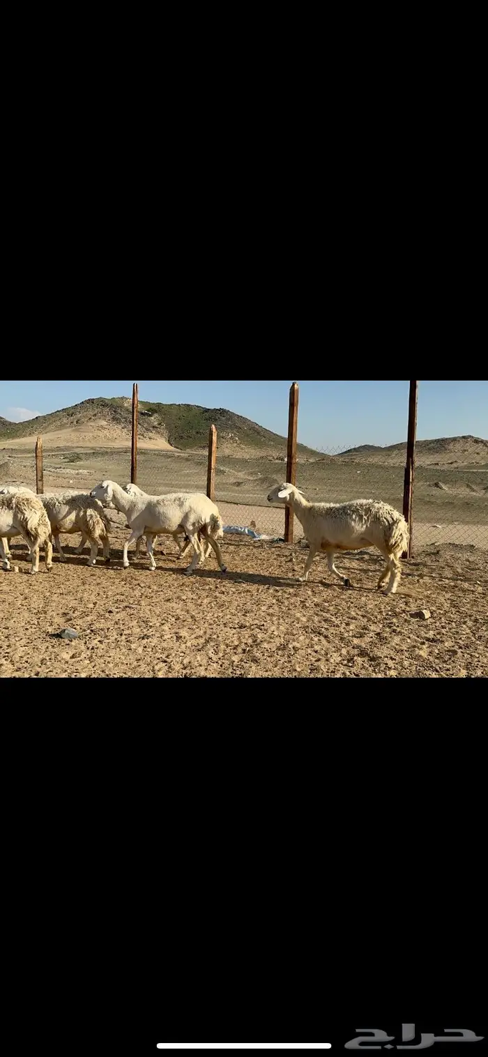 غنم حرش صنف الصنف عددها 41 6