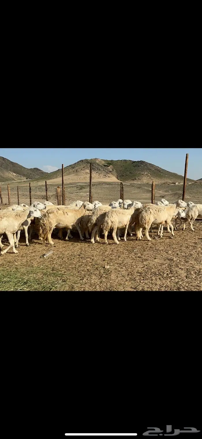 غنم حرش صنف الصنف عددها 41 7