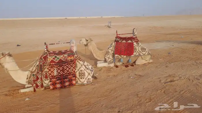 ايجار جمال وصقور وخيول 6
