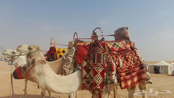 ايجار جمال وصقور وخيول 1