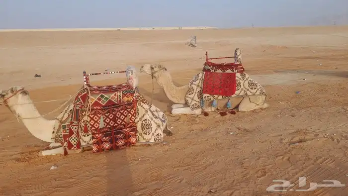 ايجار جمال وصقور وخيول 3