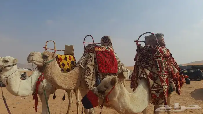 ايجار جمال وصقور وخيول 5