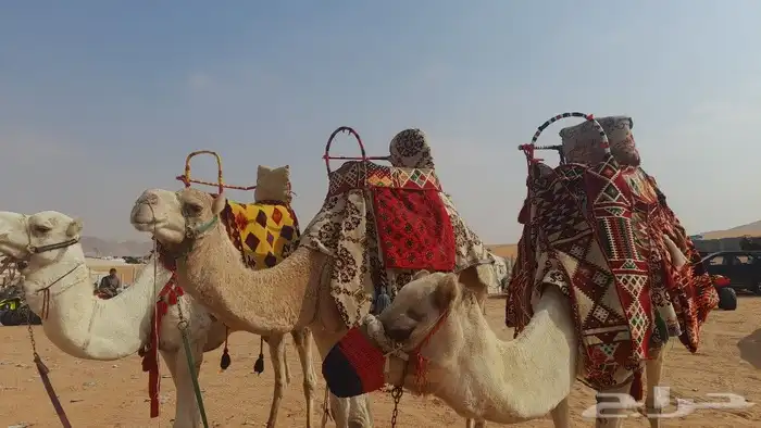 ايجار جمال وصقور وخيول 7