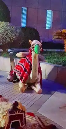 ايجار جمال وصقور وخيول 10