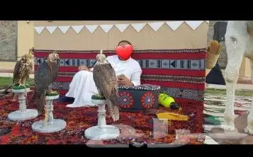ايجار جمال وصقور وخيول 2