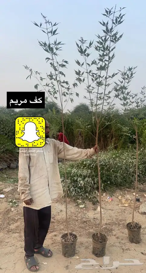 مشاتل التكامل الخضراء الزراعيه 0533351329 10