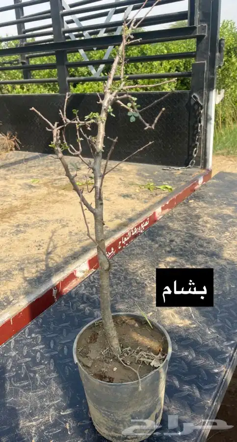مشاتل التكامل الخضراء الزراعيه 0533351329 8