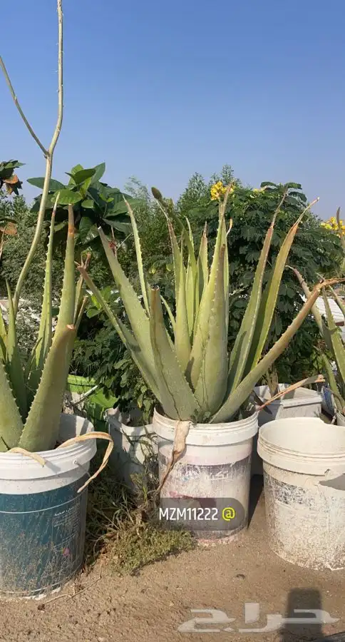 مشاتل التكامل الخضراء الزراعيه 0533351329 4