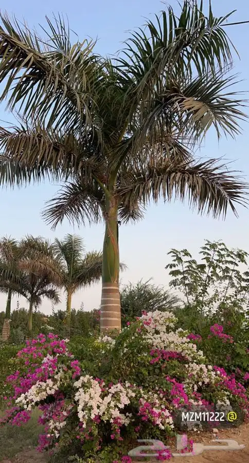 مشاتل التكامل الخضراء الزراعيه 0533351329 1